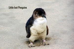 Penguine-at-Cape-Bridgewater1