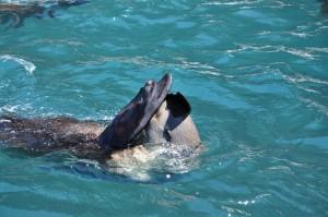 Seals-at-Cape-Bridgewater10