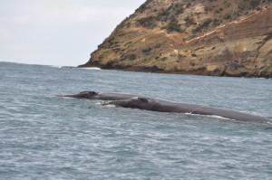 Whale-at-Cape-Bridgewater5